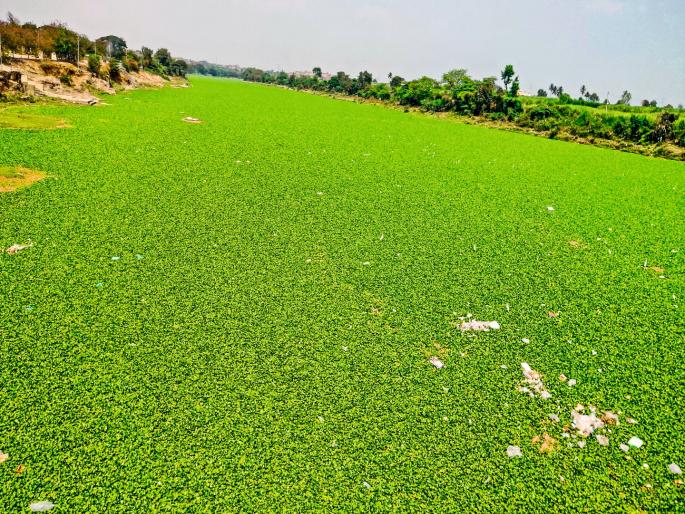 pimpri chinchwad mula mutha river inundated with waterfowl; Mosquito infestation poses a threat to the health of citizens and animals | मुळा-मुठा नदी सापडली जलपर्णीच्या विळख्यात; दौंड-हवेलीतील नागरिकांसह जनावरांना आरोग्याचा धोका pimpri chinchwad mula mutha river inundated with waterfowl; Mosquito infestation poses a threat to the health of citizens and animals | मुळा-मुठा नदी सापडली जलपर्णीच्या विळख्यात; दौंड-हवेलीतील नागरिकांसह जनावरांना आरोग्याचा धोका