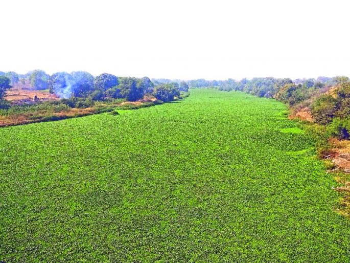 Indraani river covered by waterfowl, ignored by municipality | जलपर्णीने व्यापले इंद्रायणीचे पात्र, महापालिकेचे दुर्लक्ष