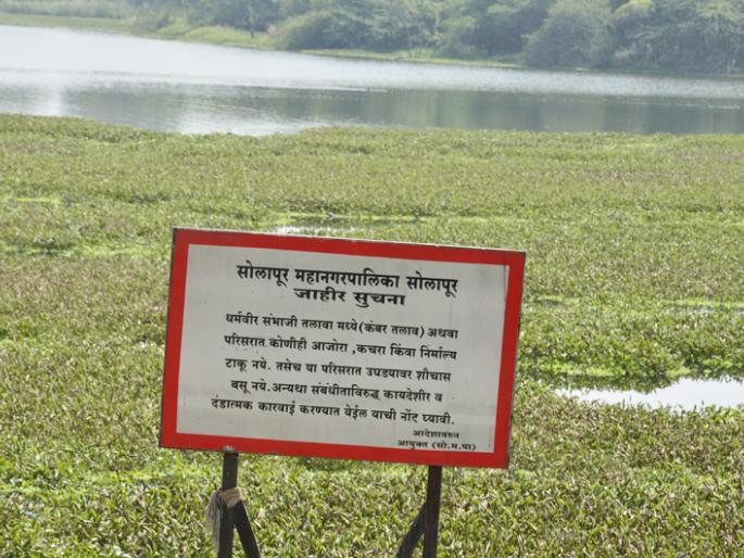 Sauvapani lake of Sambhaji Tiwhora is located in Solapur | सोलापुरातील संभाजी तलावाला जलपर्णीचा विळखा सुटेना Sauvapani lake of Sambhaji Tiwhora is located in Solapur | सोलापुरातील संभाजी तलावाला जलपर्णीचा विळखा सुटेना