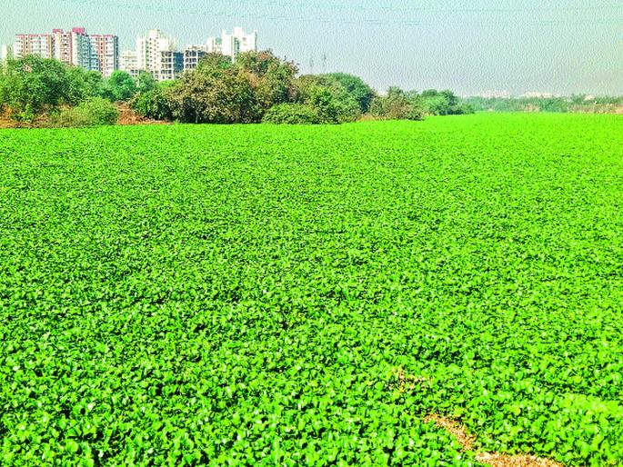 Indrayaniani polluted due to waterfalls | जलपर्णीमुळे इंद्रायणी प्रदूषित Indrayaniani polluted due to waterfalls | जलपर्णीमुळे इंद्रायणी प्रदूषित