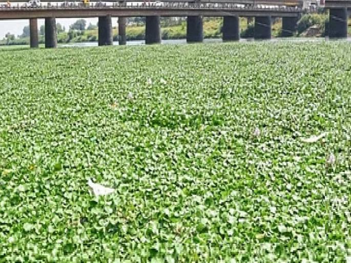 Spraying of poisonous drug on aquatic plants in Panchganga riverbed at Ichalkaranji in Kolhapur | रोगापेक्षा इलाज भयंकर, कोल्हापुरातील इचलकरंजीत जलपर्णीवर विषारी औषधाची फवारणी Spraying of poisonous drug on aquatic plants in Panchganga riverbed at Ichalkaranji in Kolhapur | रोगापेक्षा इलाज भयंकर, कोल्हापुरातील इचलकरंजीत जलपर्णीवर विषारी औषधाची फवारणी
