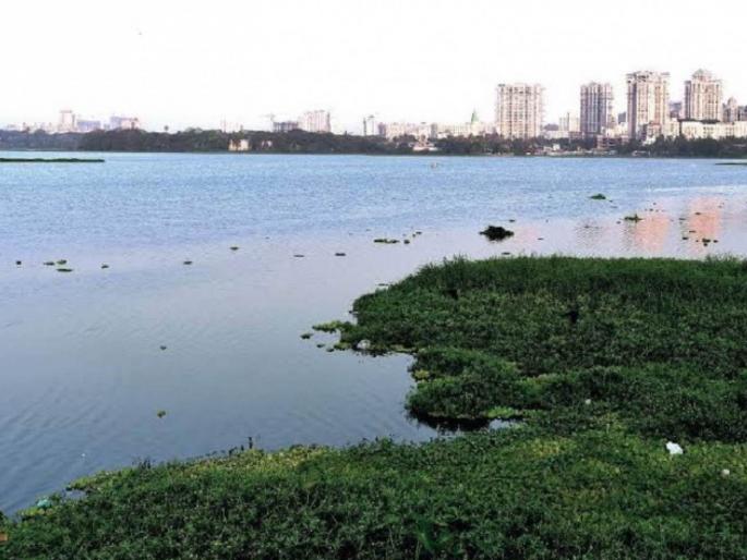 in mumbai due to bird nesting season powai lake work suspended till june 10  | पक्ष्यांच्या विणीच्या हंगामामुळे जलपर्णी काढणीला ‘ब्रेक’, पवई तलावातील काम १० जूनपर्यंत स्थगित  in mumbai due to bird nesting season powai lake work suspended till june 10  | पक्ष्यांच्या विणीच्या हंगामामुळे जलपर्णी काढणीला ‘ब्रेक’, पवई तलावातील काम १० जूनपर्यंत स्थगित