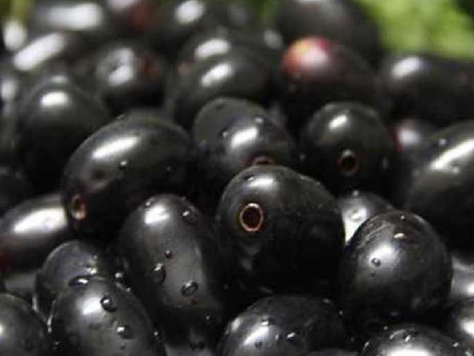 Purple ripe Already in the market for a month | जांभळं पिकली! महिनाभर आधीच आली बाजारात Purple ripe Already in the market for a month | जांभळं पिकली! महिनाभर आधीच आली बाजारात