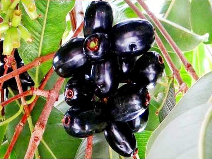 Konkan Java Plum to get GI rating | कोकणच्या जांभळाला मिळणार जीआय मानांकन!