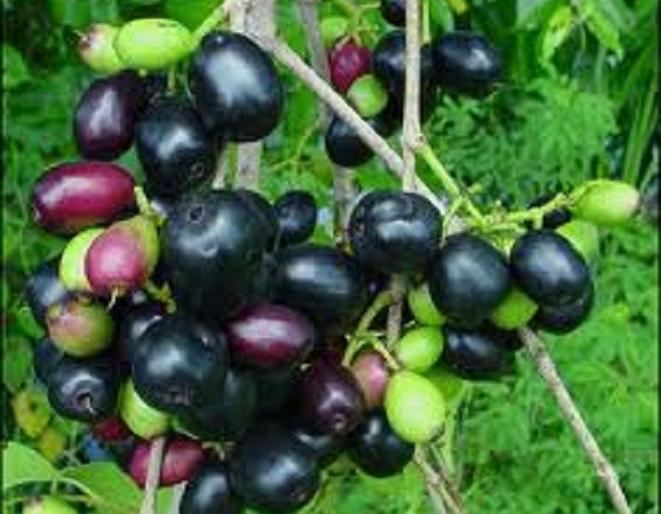 Junk was rare | जांभूळ झाले दुर्मिळ Junk was rare | जांभूळ झाले दुर्मिळ