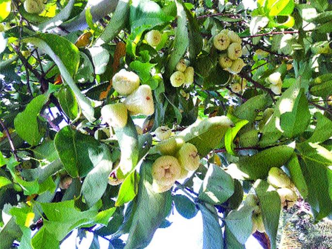 White jambu risk of cardiac failure; Horticulturists and sellers | सफेद जांबूला फळगळतीचा धोका; बागायतदार व विक्रेते हवालदिल White jambu risk of cardiac failure; Horticulturists and sellers | सफेद जांबूला फळगळतीचा धोका; बागायतदार व विक्रेते हवालदिल