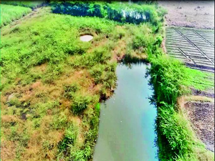 Crops grown in destroyed excess water | अतिपाण्याने खराब क्षारपड जमिनीत बहरली पिके  Crops grown in destroyed excess water | अतिपाण्याने खराब क्षारपड जमिनीत बहरली पिके