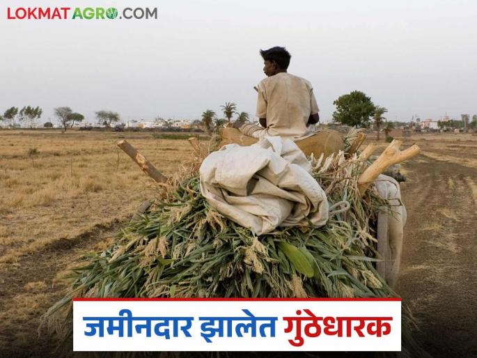 Latest News Agriculture News Land division turned big farmers into smallholders in maharashtra | एकेकाळी शेतीचा मोठा लवाजमा होता, आता जमिनी गुंठ्यांवर आल्या, काय आहेत कारणे? Latest News Agriculture News Land division turned big farmers into smallholders in maharashtra | एकेकाळी शेतीचा मोठा लवाजमा होता, आता जमिनी गुंठ्यांवर आल्या, काय आहेत कारणे?