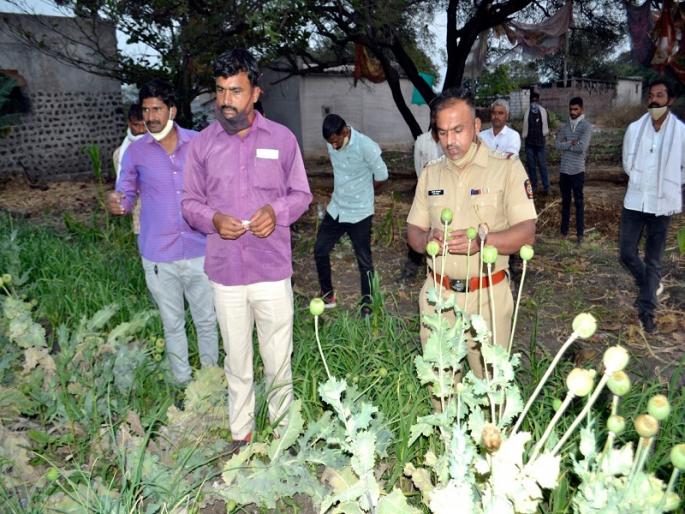 Police raid on opium poppy fields; Two lakh worth of property confiscated | अफूच्या शेतात पोलिसांचा छापा; पावणे दोन लाखांचा मुद्देमाल जप्त Police raid on opium poppy fields; Two lakh worth of property confiscated | अफूच्या शेतात पोलिसांचा छापा; पावणे दोन लाखांचा मुद्देमाल जप्त