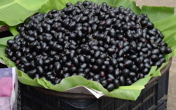 The jamun of Karachi is directly in the market of Nagpur | गडचिरोली जिल्ह्यातील काेरचीचे जांभूळ थेट नागपूरच्या बाजारपेठेत