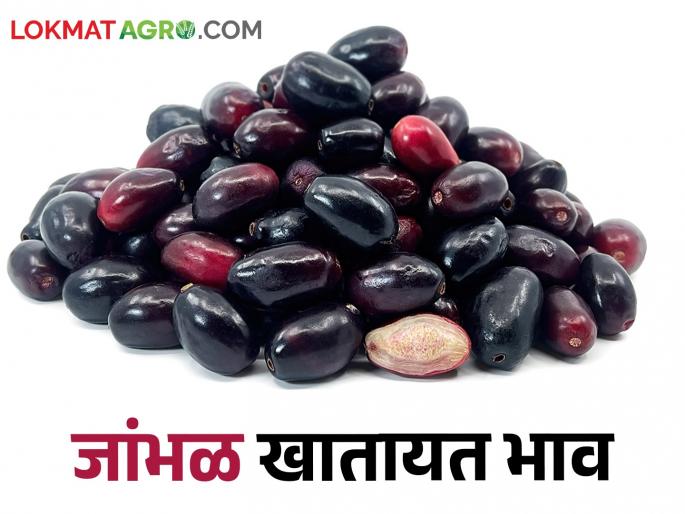 Two and a half tons of jamun inflow; jamun is fetching a good price | जांभळाची अडीच टन आवक; जांभळाला मिळतोय चांगला भाव