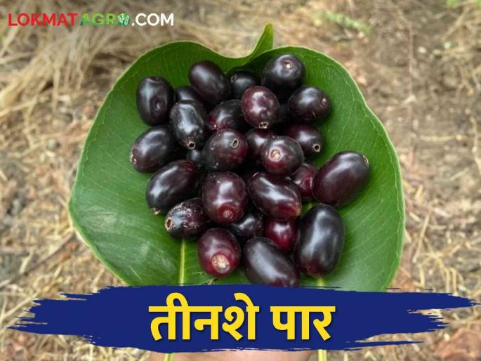 one kilo jamun get how much market price | एक किलो जांभळाला मिळतोय इतका दर