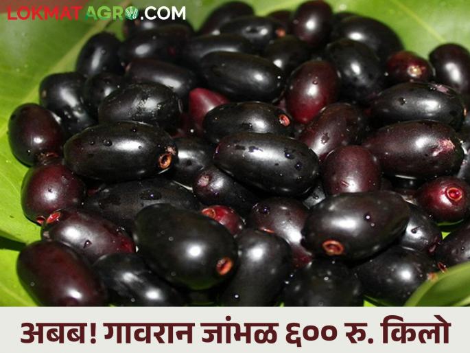local deshi jamun season started; What is the market price? | गावरान जांभळाचा हंगाम सुरु; काय मिळतोय बाजारभाव