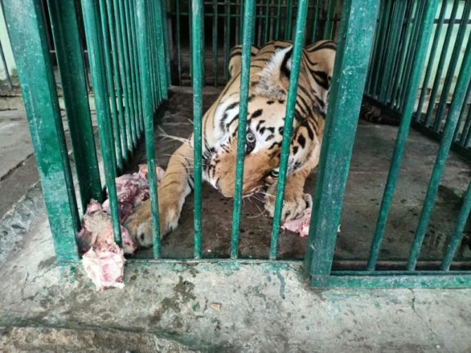 Cold, negative test for ‘Jaan’ in Maharajbag | महाराजबागेतील ‘जान’ला सर्दी, कोविड चाचणी निगेटिव्ह Cold, negative test for ‘Jaan’ in Maharajbag | महाराजबागेतील ‘जान’ला सर्दी, कोविड चाचणी निगेटिव्ह