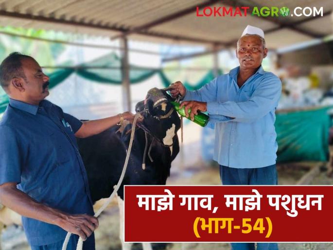 How do you know if your livestock's have worms in their stomachs? what measures should you take? Read in detail | जनावरांच्या पोटात जंत झाले आहेत हे कसे ओळखाल? काय कराल उपाय? वाचा सविस्तर