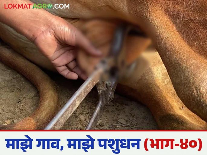 What is the importance of castration in livestock? Why castration and what is it for? Read in detail | पशुधनातील खच्चीकरणाचे महत्त्व काय? खच्चीकरण का आणि कशासाठी करायचे? वाचा सविस्तर What is the importance of castration in livestock? Why castration and what is it for? Read in detail | पशुधनातील खच्चीकरणाचे महत्त्व काय? खच्चीकरण का आणि कशासाठी करायचे? वाचा सविस्तर