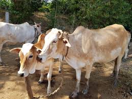 11 animal deaths due to poisoning by unknown person in Mulshi taluka | मुळशी तालुक्यात अज्ञाताने केलेल्या विषप्रयोगामुळे ११ जनावरांचा मृत्यू  11 animal deaths due to poisoning by unknown person in Mulshi taluka | मुळशी तालुक्यात अज्ञाताने केलेल्या विषप्रयोगामुळे ११ जनावरांचा मृत्यू