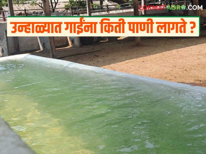 How much water do livestock need to drink per day in summer? and how to give it? Read in detail | उन्हाळ्यात जनावरांना पिण्यासाठी दिवसाला किती पाणी लागते? व ते कसे द्यावे? वाचा सविस्तर How much water do livestock need to drink per day in summer? and how to give it? Read in detail | उन्हाळ्यात जनावरांना पिण्यासाठी दिवसाला किती पाणी लागते? व ते कसे द्यावे? वाचा सविस्तर