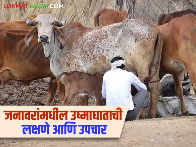 Latest News Animal Care In summer Take these precautions to protect animals from heatstroke | Livestock Care : रखरखत्या उन्हात जनावरांना सावलीत बांधाच, शिवाय 'हा' सोपा उपाय करून पहा! Latest News Animal Care In summer Take these precautions to protect animals from heatstroke | Livestock Care : रखरखत्या उन्हात जनावरांना सावलीत बांधाच, शिवाय 'हा' सोपा उपाय करून पहा!