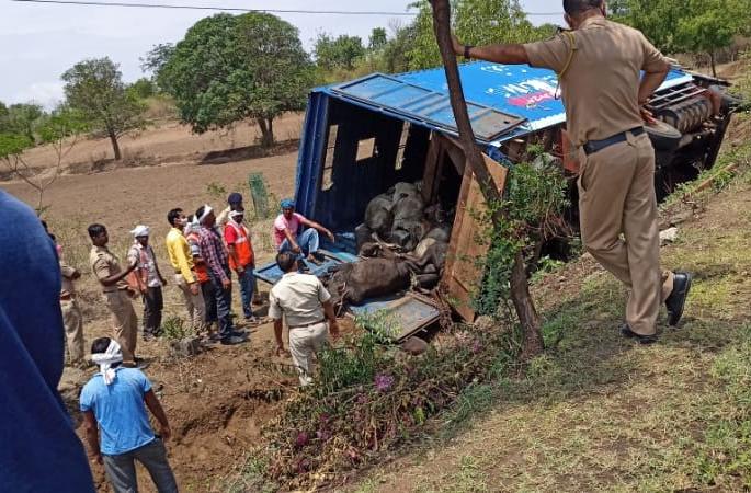 Trailer overturns, killing 37 animals, seriously injuring 11 bulls | ट्रेलर उलटून ३७ जनावरांचा मृत्यू, ११ वळू गंभीर जखमी Trailer overturns, killing 37 animals, seriously injuring 11 bulls | ट्रेलर उलटून ३७ जनावरांचा मृत्यू, ११ वळू गंभीर जखमी