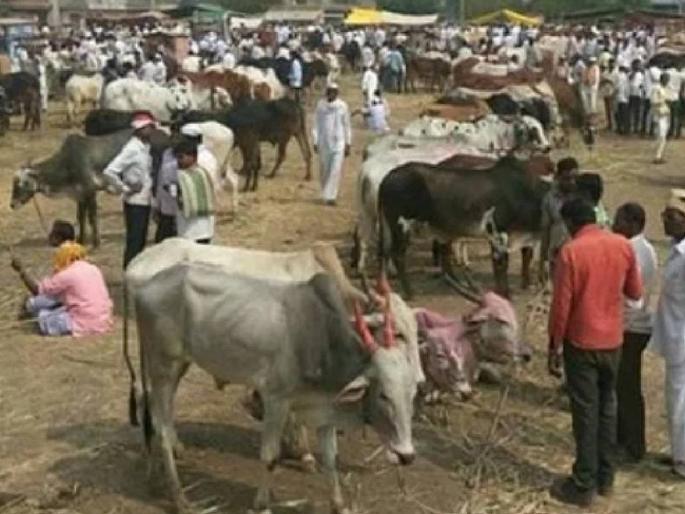 ..and animal market closure decision | ..अन् जनावरांचे बाजार बंदचा निर्णय ..and animal market closure decision | ..अन् जनावरांचे बाजार बंदचा निर्णय