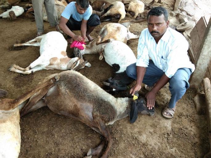 Poisoning from gutta: 14 animals survived | गवतातून विषबाधा : राहुरीत १४ जनावरे दगावली Poisoning from gutta: 14 animals survived | गवतातून विषबाधा : राहुरीत १४ जनावरे दगावली