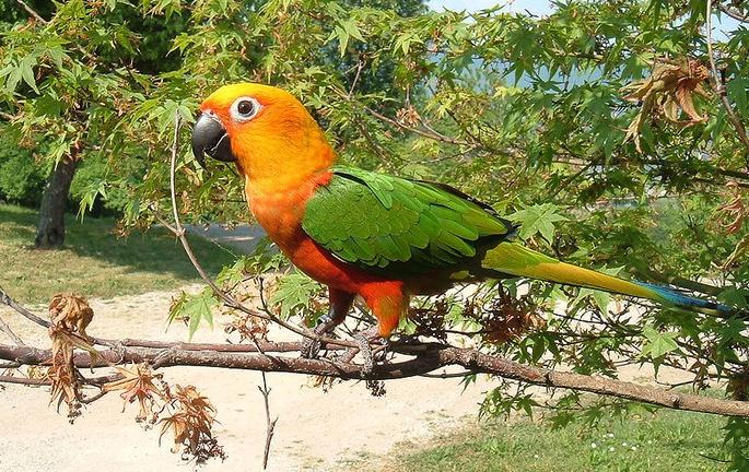 Birds in Siddheshwar forest resort to return to the zoo | सिद्धेश्वर वनविहारातील पक्ष्यांना वेध लागलेत प्राणिसंग्रहालयात परतण्याचे
