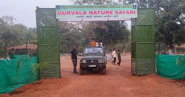 Now 'nature safari' in Gadchiroli too; A new attraction near Gurwala for forest tourists | आता गडचिरोलीतही 'निसर्ग सफारी'; वनपर्यटकांसाठी गुरवळाजवळ नवीन आकर्षण Now 'nature safari' in Gadchiroli too; A new attraction near Gurwala for forest tourists | आता गडचिरोलीतही 'निसर्ग सफारी'; वनपर्यटकांसाठी गुरवळाजवळ नवीन आकर्षण
