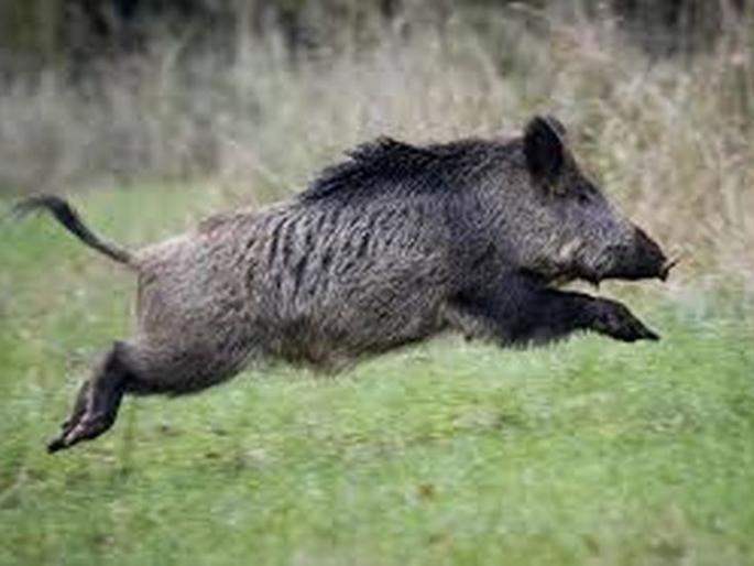 Elderly woman injured in wild pig attack | जंगली डुकराच्या हल्ल्यात वृध्द महिला जखमी
