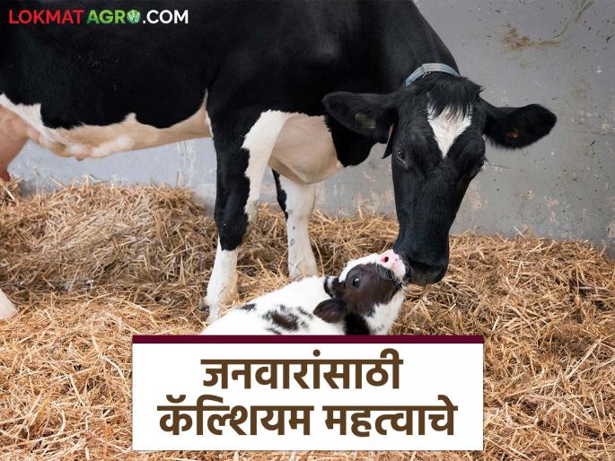 Follow these simple steps to prevent calcium deficiency in livestock; Read in detail | जनावरांत कॅल्शियमची कमतरता होऊ नये म्हणून करा हे सोपे उपाय; वाचा सविस्तर Follow these simple steps to prevent calcium deficiency in livestock; Read in detail | जनावरांत कॅल्शियमची कमतरता होऊ नये म्हणून करा हे सोपे उपाय; वाचा सविस्तर