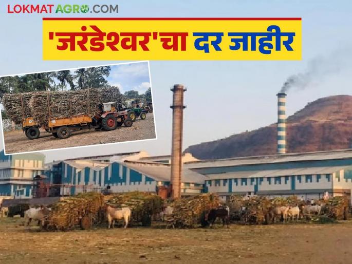 Sugarcane FRP: Price announced by Jarandeshwar sugar factory which is crushing 18,000 metric tons of sugarcane per day | Sugarcane FRP : दिवसाला अठरा हजार मेट्रिक टन ऊस गाळप करणाऱ्या जरंडेश्वर कारखान्याचा दर जाहीर Sugarcane FRP: Price announced by Jarandeshwar sugar factory which is crushing 18,000 metric tons of sugarcane per day | Sugarcane FRP : दिवसाला अठरा हजार मेट्रिक टन ऊस गाळप करणाऱ्या जरंडेश्वर कारखान्याचा दर जाहीर