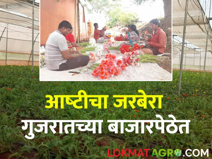 Educated youth of Pimperkhed finds employment in flower farming; Gerbera from Polyhouse is providing financial support | पिंपरखेडच्या शिक्षित तरुणाने फूलशेतीतून शोधला रोजगार; पॉलीहाऊसमधील जरबेरा देतोय आर्थिक साथ