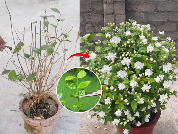 best fertilizer for jasmine plant, 3 tips for the fast growth of mogra plant, how to get maximum flowers from mogra plant | भर पावसाळ्यातही मोगऱ्याचे रोप कोमेजले? ३ टिप्स- ८ दिवसांत रोप होईल टवटवीत, हिरवेगार