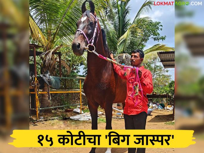 Big Jasper Horse : What are you saying! A horse worth 15 crores; Read more about Ahilyanagar's 'Big Jasper' horse | Big Jasper Horse : काय सांगताय! १५ कोटीचा घोडा; अहिल्यानगरच्या 'बिग जास्पर' अश्वाबद्दल वाचा सविस्तर