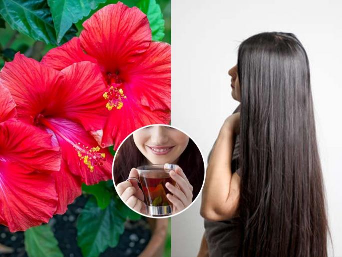How to use hibiscus for hair growth Weekly hair care routine for shiny black hair benefits for scalp and hair | केस होतील काळेभोर-सुंदर! आठवड्यातून एकदा करा जास्वंदीच्या फुलांचा उपाय, कोंडा- केस गळतीचा त्रास होईल कमी