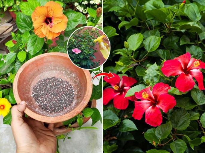 gardening tips hibiscus leaves turn yellow in winter Best natural fertilizers to make hibiscus bloom How to revive a dying hibiscus plant at home | थंडीमुळे जास्वंदाचे रोप सुकले- पाने पिवळी पडली? मातीत घाला ४ खते, येतील भरपूर कळ्या- फुलांनी बहरेल रोप gardening tips hibiscus leaves turn yellow in winter Best natural fertilizers to make hibiscus bloom How to revive a dying hibiscus plant at home | थंडीमुळे जास्वंदाचे रोप सुकले- पाने पिवळी पडली? मातीत घाला ४ खते, येतील भरपूर कळ्या- फुलांनी बहरेल रोप