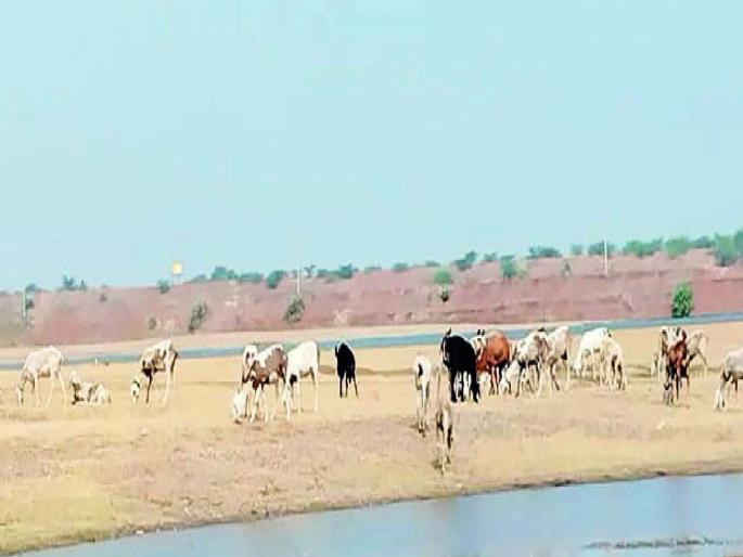 Due to drought in Jat taluka of Sangli double scarcity of fodder and scarcity of water | दुष्काळाची दाहकता: सांगलीतील जत तालुक्यात साडेतीन लाख पशुधन संकटात Due to drought in Jat taluka of Sangli double scarcity of fodder and scarcity of water | दुष्काळाची दाहकता: सांगलीतील जत तालुक्यात साडेतीन लाख पशुधन संकटात