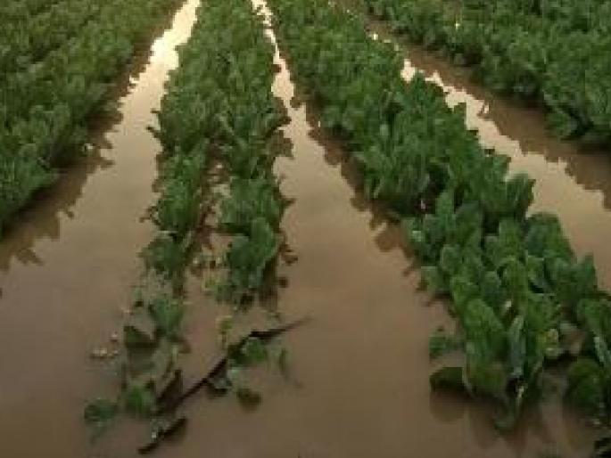 Rains damage crops in eastern Jat sangli, Pomegranate millet tur groundnuts in thousands of hectares destroyed | Sangli: जत पूर्व भागात पावसाने पिकांची हानी; हजारो हेक्टरमधील डाळिंब, बाजरी, तूर, भुईमूग उद्ध्वस्त