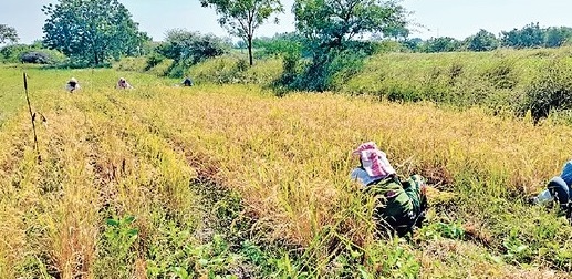 Cultivation of Indrayani rice varieties in Konkan in drought jat taluka sangli | दुष्काळी जत तालुक्यातही आता कोकणातील ‘इंद्रायणी’चा सुगंध Cultivation of Indrayani rice varieties in Konkan in drought jat taluka sangli | दुष्काळी जत तालुक्यातही आता कोकणातील ‘इंद्रायणी’चा सुगंध