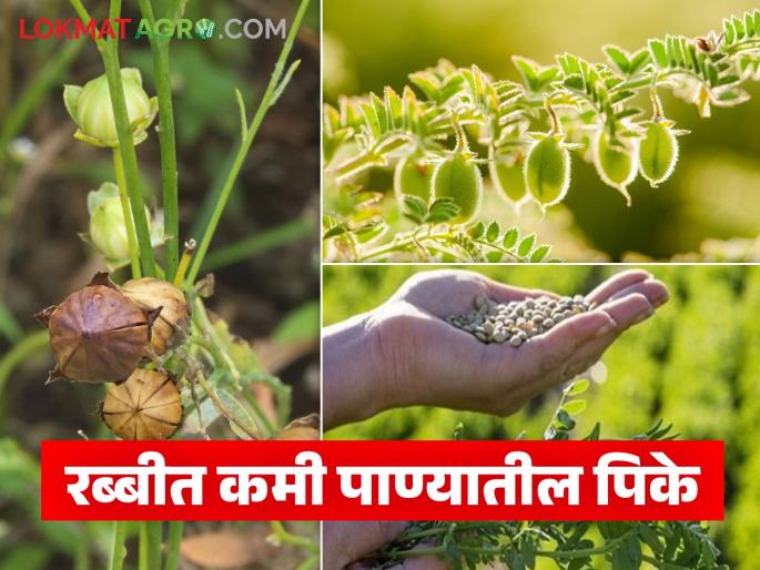 Latest News rabbi season Crops Grow these crops that give good yield with less water in Rabi season | Rabbi Season Crops : रब्बीत सिंचनाची सोय नाही, कमी पाण्यात चांगलं उत्पन्न देणारी 'ही' पिके घ्या!