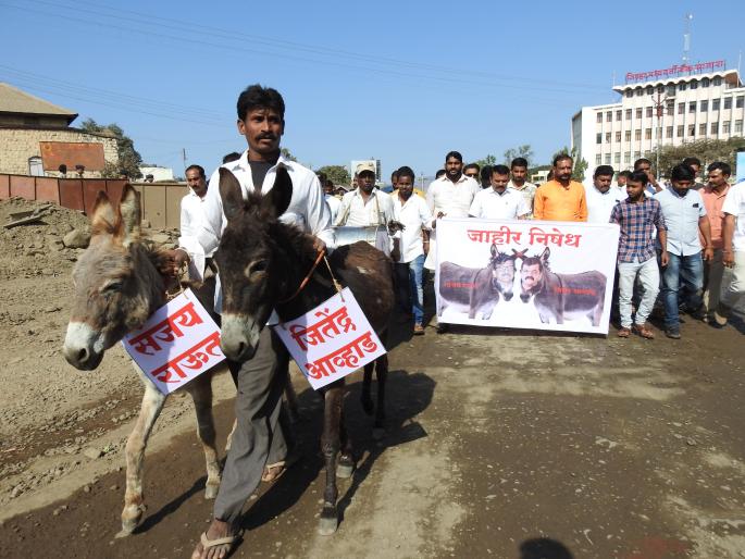 Announcement against Udayan Raje supporters against Satara Bandh, Sanjay Raut | गाढवांच्या गळ्यात संजय राऊत, आव्हाड यांच्या नावाची पाटी  Announcement against Udayan Raje supporters against Satara Bandh, Sanjay Raut | गाढवांच्या गळ्यात संजय राऊत, आव्हाड यांच्या नावाची पाटी