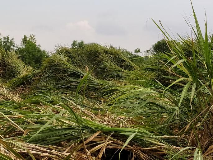Sugarcane, millet damaged due to heavy rains | वादळी पावसाने ऊस, बाजरीचे नुकसान