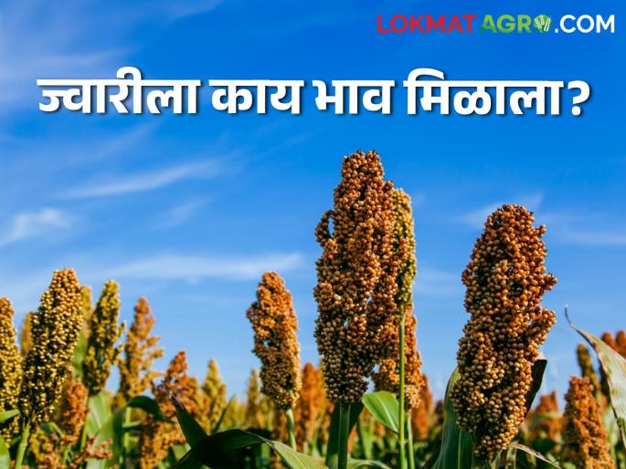 Latest News Today jawar Market price in akola, latur market yard check here jwari market price | Jawar Bajarbhav : केवळ 'या' तीनच बाजार समित्यांमध्ये ज्वारीला हमीभाव, वाचा आजचे बाजारभाव