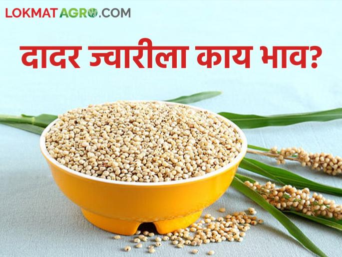 Latest news Todays jawar market price in market yards check here jwari bajarbhav | Jawar Bajarbhav : वसंत ज्वारी आली, आज काय भाव मिळाला? वाचा ज्वारीचे सविस्तर बाजारभाव