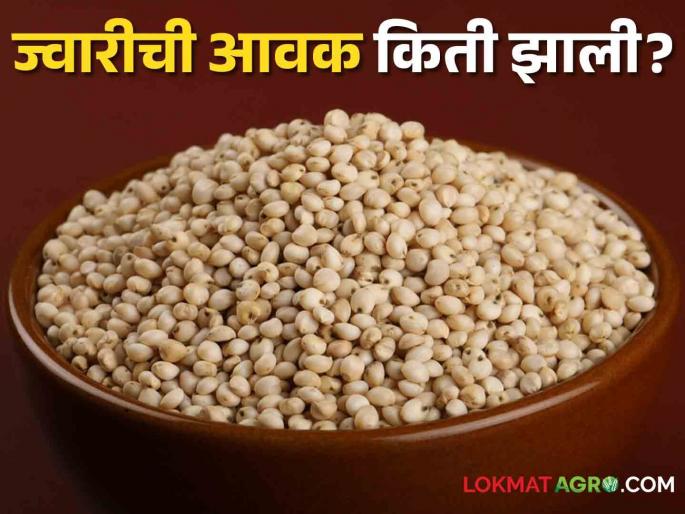 Latest News Todays Jawar Bajarbhav in solapur, pune market yards check here details | Jawar Bajarbhav : सोलापूर, पुण्यात मालदांडी ज्वारीला काय भाव मिळतोय, वाचा सविस्तर बाजारभाव Latest News Todays Jawar Bajarbhav in solapur, pune market yards check here details | Jawar Bajarbhav : सोलापूर, पुण्यात मालदांडी ज्वारीला काय भाव मिळतोय, वाचा सविस्तर बाजारभाव
