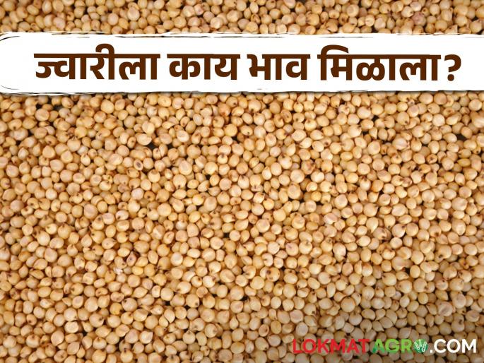 Latest News 01june 2024 Todays Jawar Market Price in market yards check here | Jawar Bajarbhav : परांडा बाजारात 2 क्विंटल ज्वारीची आवक, कुठे काय बाजारभाव मिळाला? वाचा सविस्तर Latest News 01june 2024 Todays Jawar Market Price in market yards check here | Jawar Bajarbhav : परांडा बाजारात 2 क्विंटल ज्वारीची आवक, कुठे काय बाजारभाव मिळाला? वाचा सविस्तर