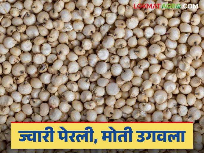 Sorghum Market: 'Good days' for sorghum; Good prices due to demand Read in detail | Sorghum Market: ज्वारीला आले 'अच्छे दिन'; मागणीमुळे मिळणार चांगले दर वाचा सविस्तर Sorghum Market: 'Good days' for sorghum; Good prices due to demand Read in detail | Sorghum Market: ज्वारीला आले 'अच्छे दिन'; मागणीमुळे मिळणार चांगले दर वाचा सविस्तर