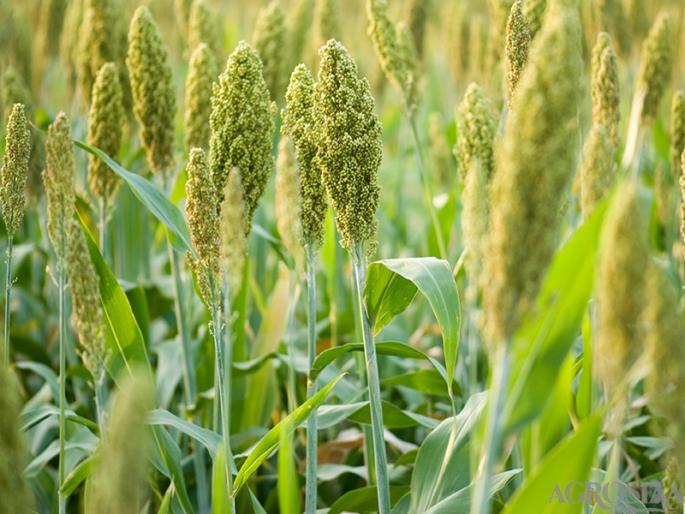 Maharashtra: Rabi sowing at 91 per cent, gram increased, sorghum declined | Maharashtra: रब्बीच्या पेरण्या ९१ टक्क्यांवर, हरभरा वाढला, ज्वारी घटली Maharashtra: Rabi sowing at 91 per cent, gram increased, sorghum declined | Maharashtra: रब्बीच्या पेरण्या ९१ टक्क्यांवर, हरभरा वाढला, ज्वारी घटली