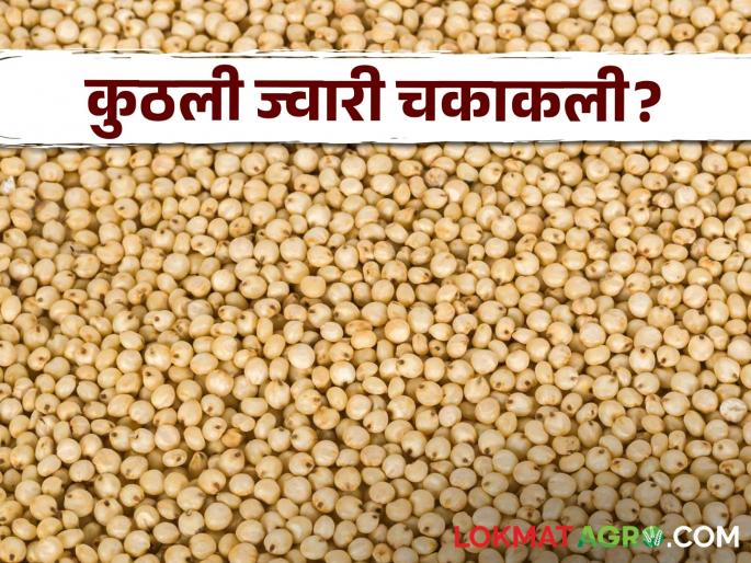 Latest News Todays maldandi Jawar bajarbhav in pune market yard check here details | Jawar Bajarbhav : पुण्यात मालदांडी ज्वारीला काय भाव मिळाला? वाचा सविस्तर बाजारभाव Latest News Todays maldandi Jawar bajarbhav in pune market yard check here details | Jawar Bajarbhav : पुण्यात मालदांडी ज्वारीला काय भाव मिळाला? वाचा सविस्तर बाजारभाव