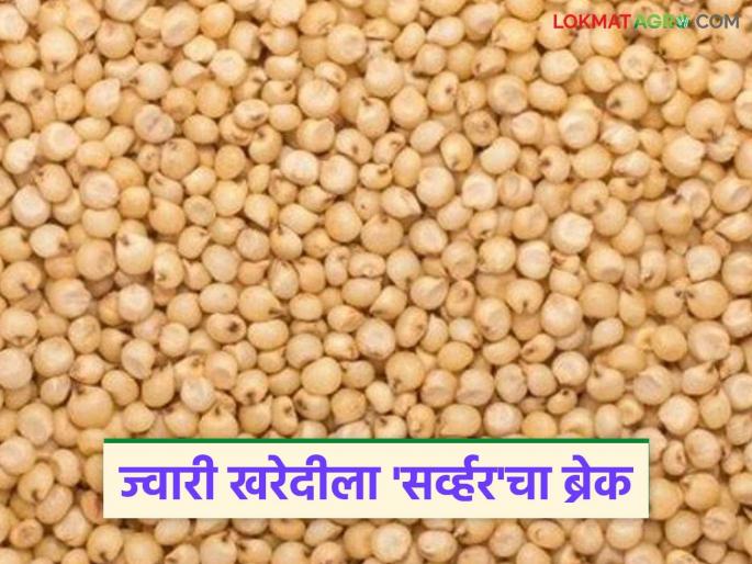 latest news Jwari Kharedi: Government jowar Kharedi halted due to 'server down'; What will happen to farmers? Read in detail | Jwari Kharedi: 'सर्व्हर डाऊन'मुळे शासकीय ज्वारी खरेदी ठप्प; शेतकऱ्यांचं काय होणार? वाचा सविस्तर latest news Jwari Kharedi: Government jowar Kharedi halted due to 'server down'; What will happen to farmers? Read in detail | Jwari Kharedi: 'सर्व्हर डाऊन'मुळे शासकीय ज्वारी खरेदी ठप्प; शेतकऱ्यांचं काय होणार? वाचा सविस्तर